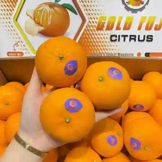 Quýt Úc  