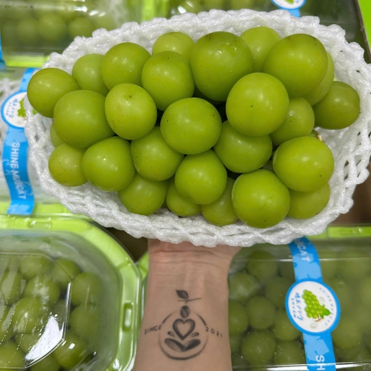 NHO MẪU ĐƠN NHẬP KHẨU 