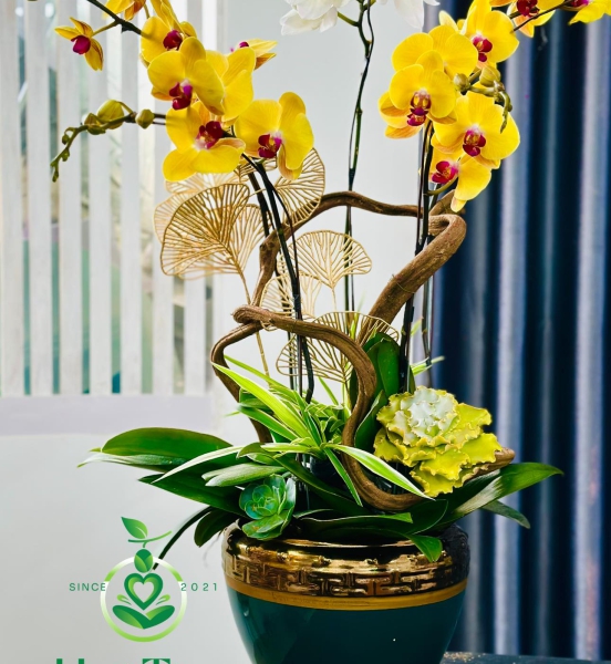 Lan Hồ Điệp 4